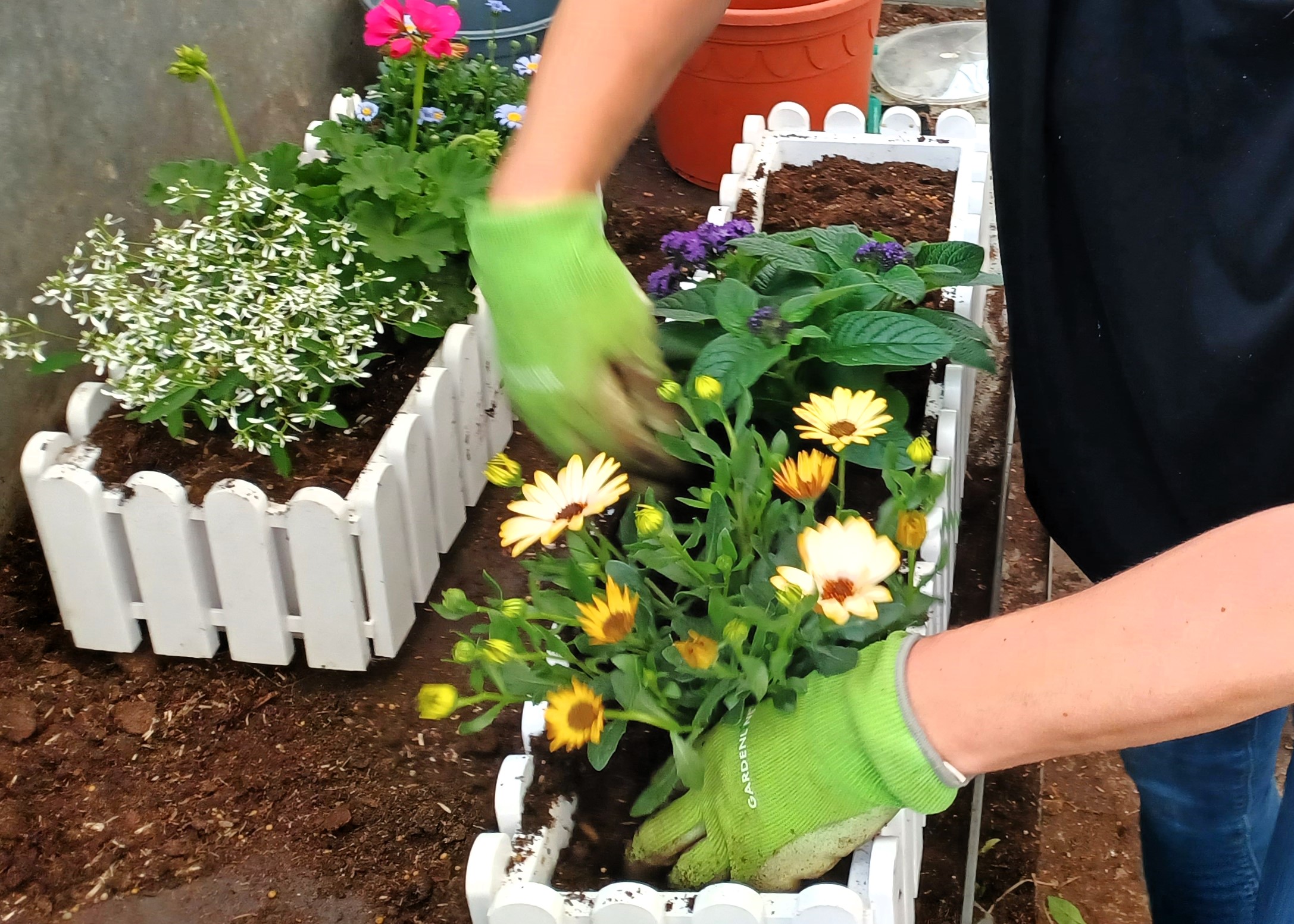 Stefen bepflanzt Ihre Blumenkästen um sonst